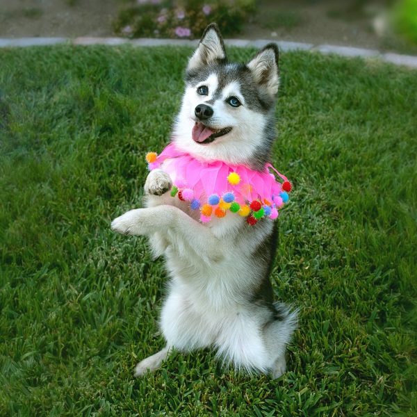 Midlee Pink Birthday Pom Pom Dog Collar - Image 14