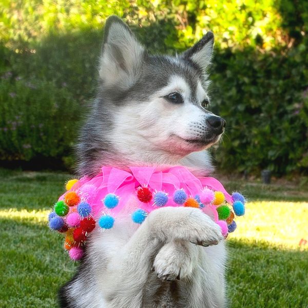 Midlee Pink Birthday Pom Pom Dog Collar - Image 12