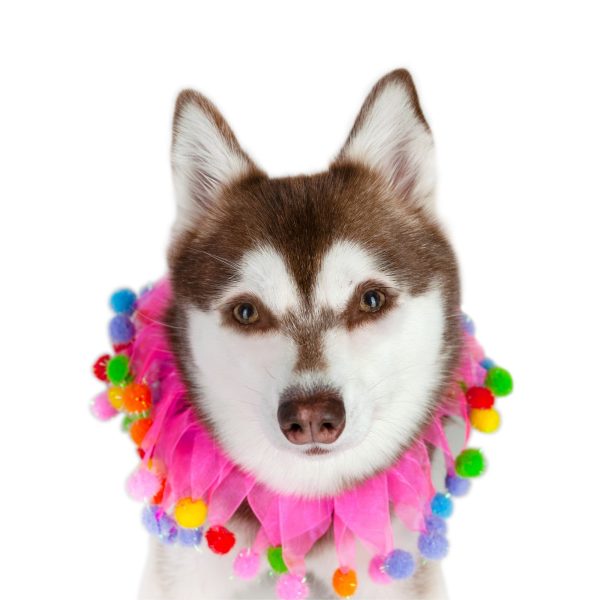 Midlee Pink Birthday Pom Pom Dog Collar - Image 9