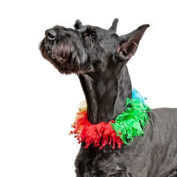 Midlee Rainbow Decorative Dog Collar - Image 3