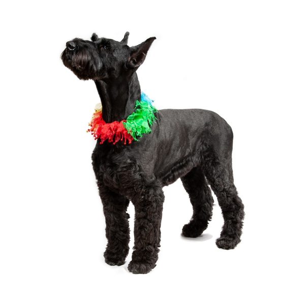 Midlee Rainbow Decorative Dog Collar - Image 5