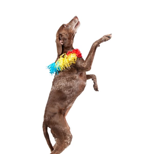 Midlee Rainbow Decorative Dog Collar - Image 6