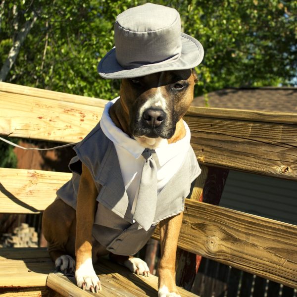Midlee Dog Tuxedo Wedding Suit- Gray Top Hat & Leash - Image 21