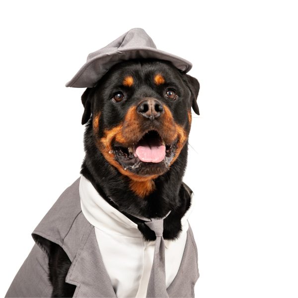 Midlee Dog Tuxedo Wedding Suit- Gray Top Hat & Leash - Image 6