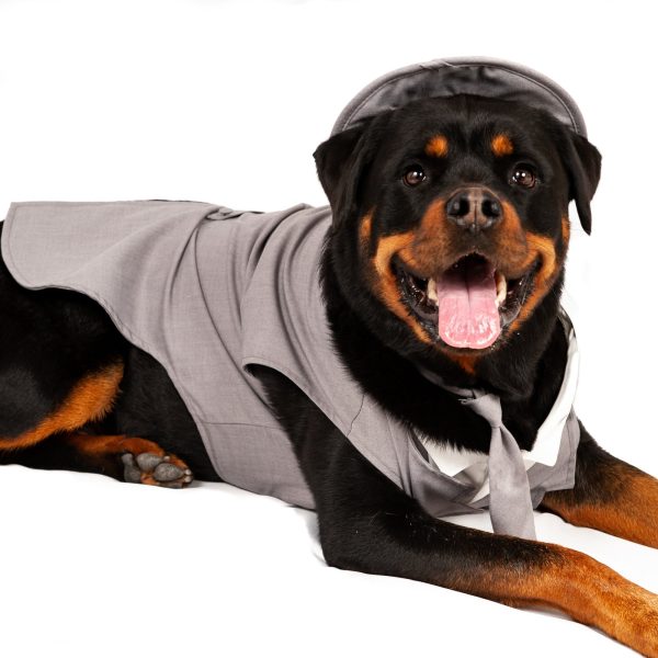 Midlee Dog Tuxedo Wedding Suit- Gray Top Hat & Leash - Image 9