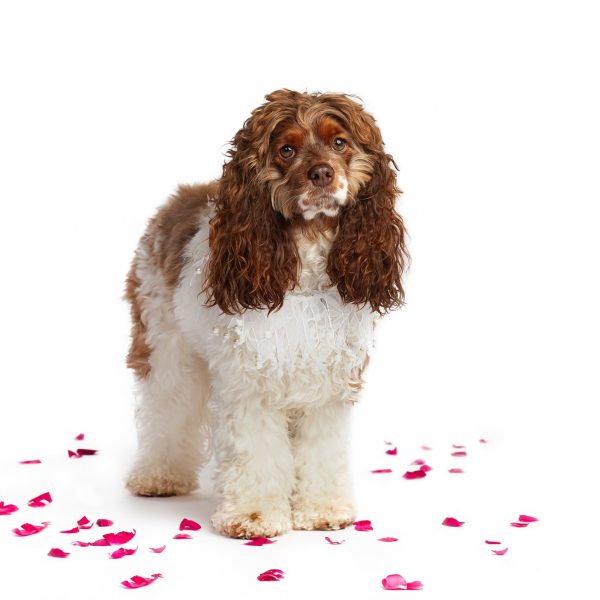 Midlee Wedding Pearl Bead Dog Collar - Image 6